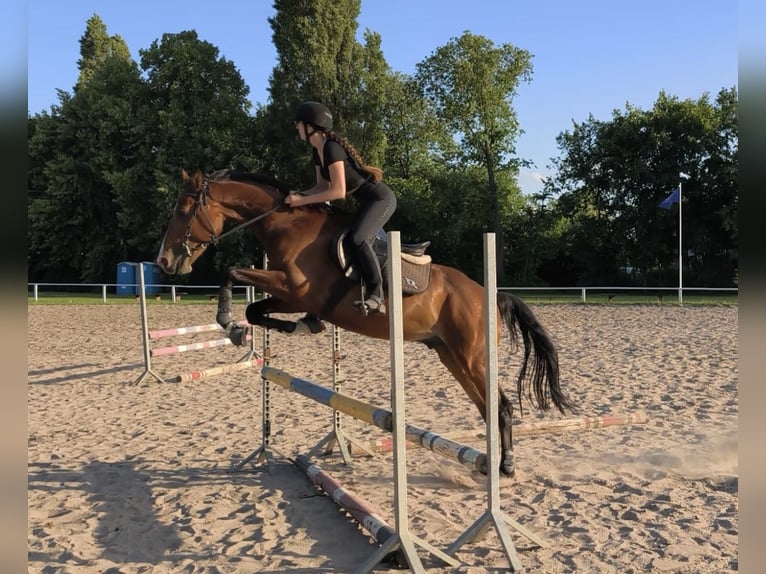 Polnisches Warmblut Stute 4 Jahre 165 cm Rotbrauner in GNIEZNO