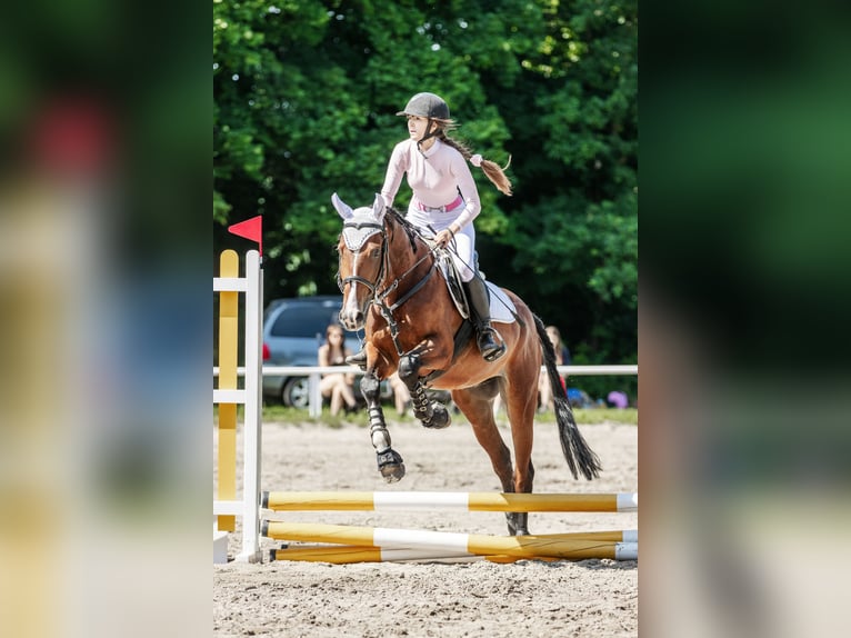 Polnisches Warmblut Stute 4 Jahre 165 cm Rotbrauner in GNIEZNO