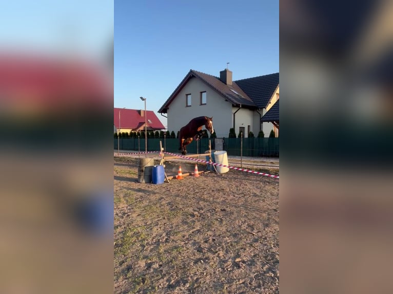 Polnisches Warmblut Stute 4 Jahre 165 cm Rotbrauner in GNIEZNO