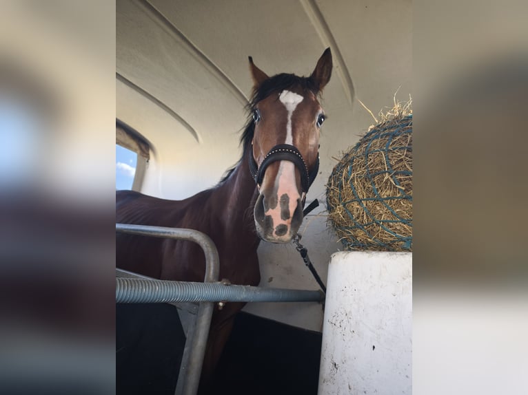 Polnisches Warmblut Stute 4 Jahre 165 cm Rotbrauner in GNIEZNO