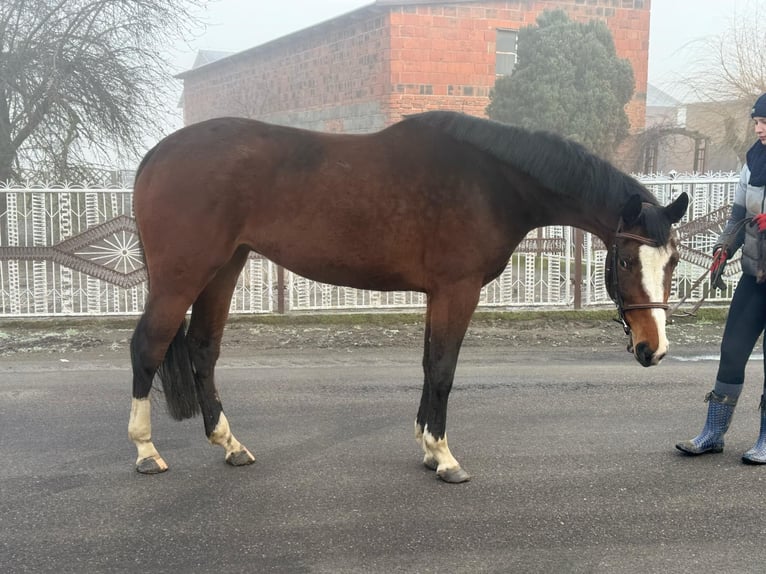 Polnisches Warmblut Stute 4 Jahre 165 cm Rotbrauner in Anielin