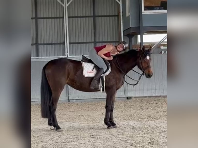 Polnisches Warmblut Stute 4 Jahre 166 cm Brauner in Papenhagen Polnisches Warmblut Stute 4 Jahre 166 cm Brauner in Papenhagen