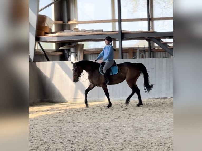 Polnisches Warmblut Stute 4 Jahre 166 cm Dunkelbrauner in Papenhagen
