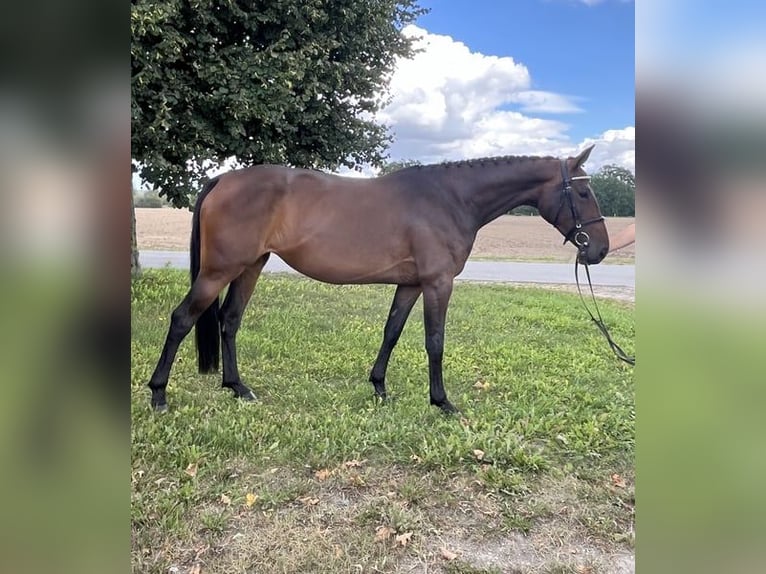 Polnisches Warmblut Stute 4 Jahre 166 cm Dunkelbrauner in Papenhagen
