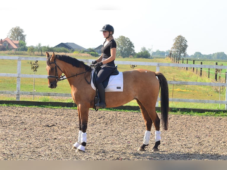 Polnisches Warmblut Stute 4 Jahre 167 cm Hellbrauner in Radziejów