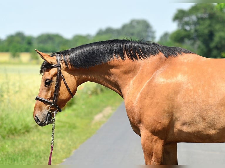 Polnisches Warmblut Stute 4 Jahre 167 cm Hellbrauner in Radziejów