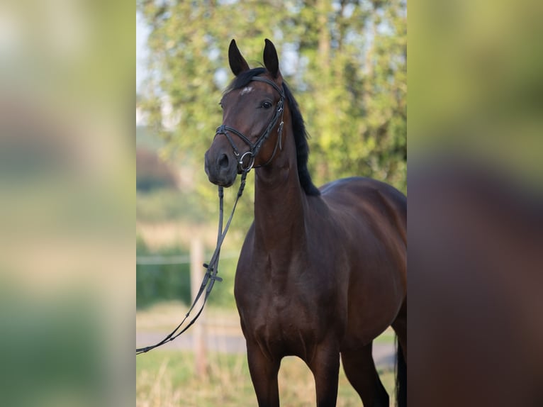 Polnisches Warmblut Stute 4 Jahre 168 cm Brauner in Frankfurt am Main