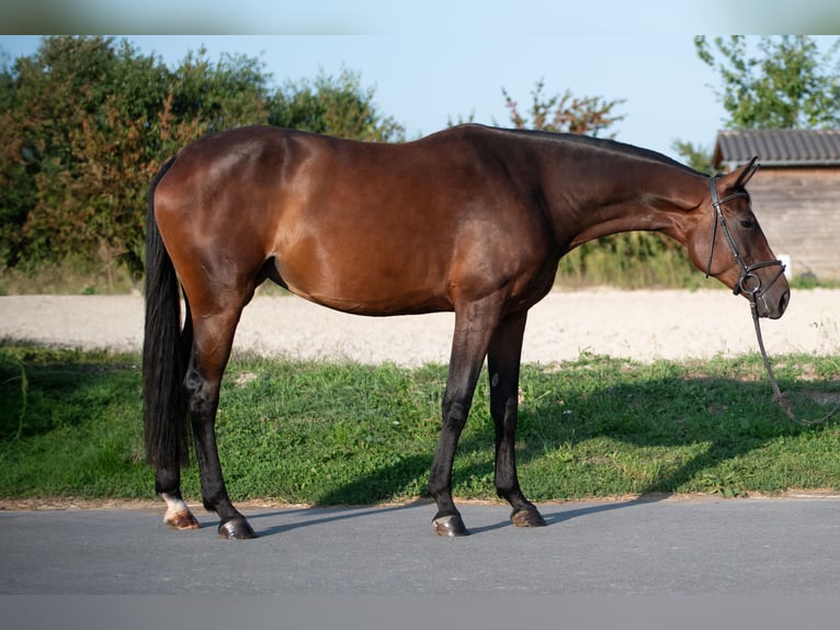 Polnisches Warmblut Stute 4 Jahre 168 cm Brauner in Frankfurt am Main