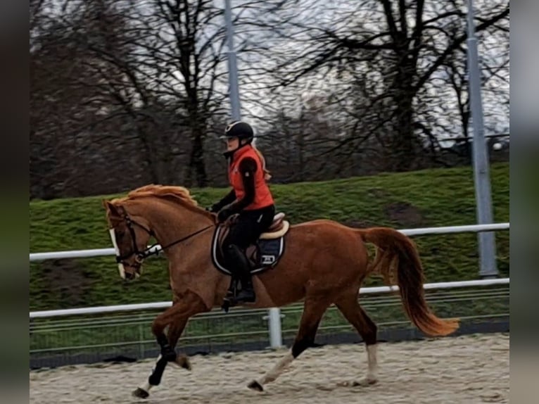 Polnisches Warmblut Stute 4 Jahre 168 cm Fuchs in Forst