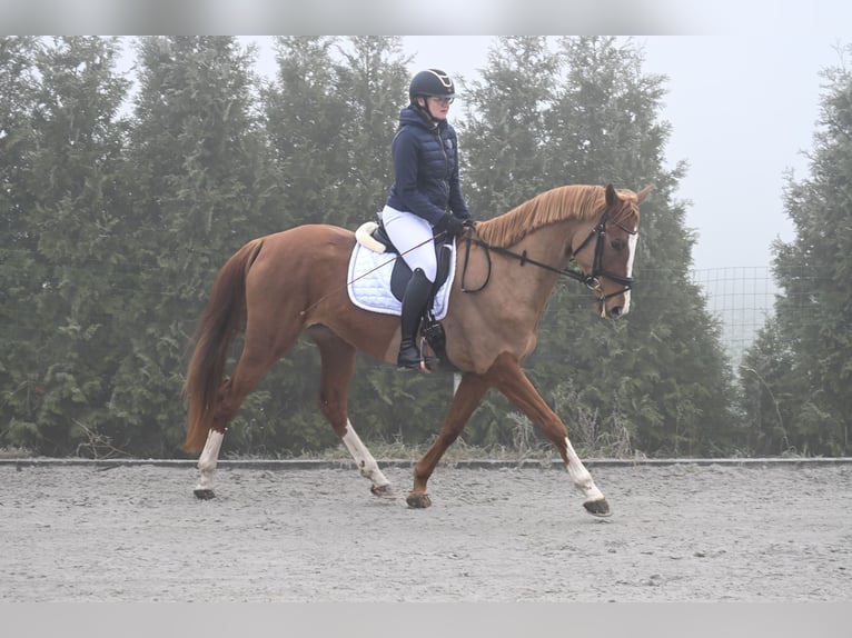 Polnisches Warmblut Stute 4 Jahre 168 cm Fuchs in Forst