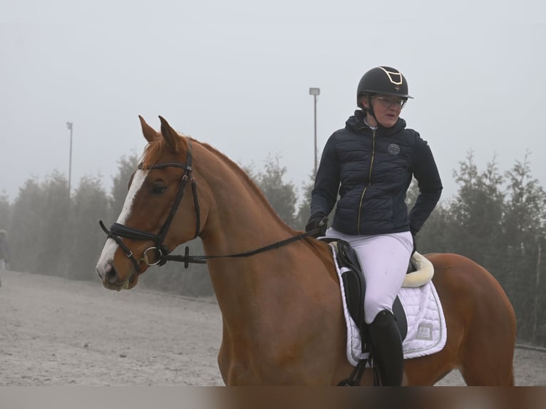 Polnisches Warmblut Stute 4 Jahre 168 cm Fuchs in Forst