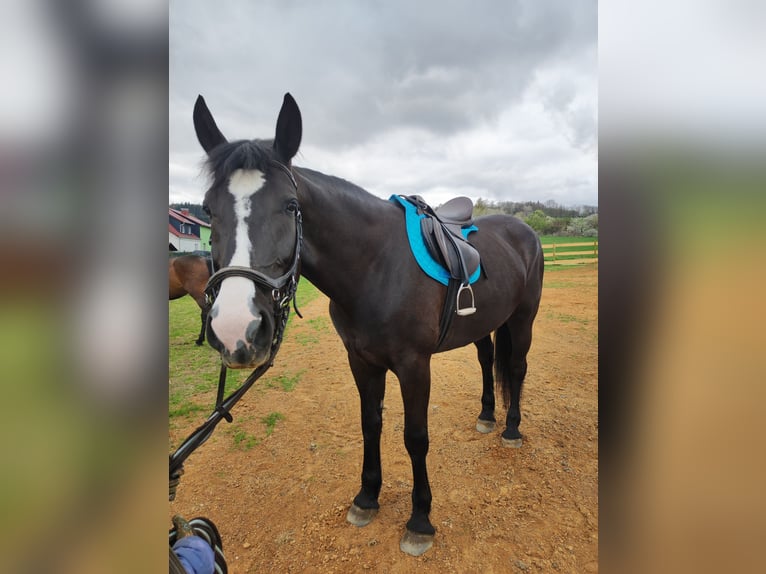 Polnisches Warmblut Stute 4 Jahre 169 cm Rappe in Oepfershausen