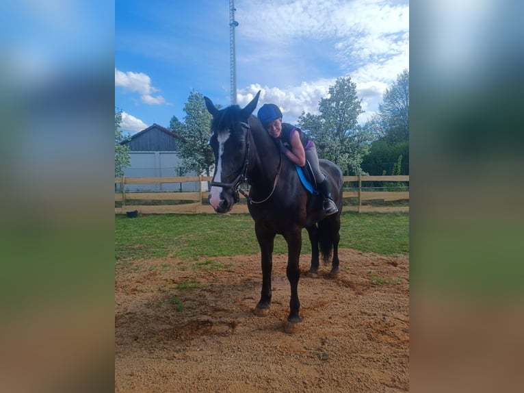 Polnisches Warmblut Stute 4 Jahre 169 cm Rappe in Oepfershausen