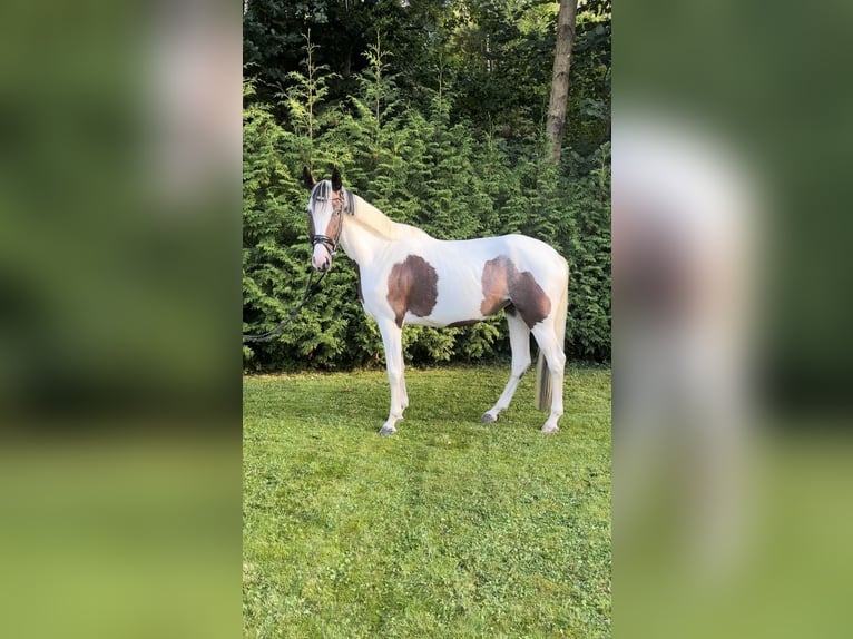Polnisches Warmblut Mix Stute 5 Jahre 154 cm Schecke in Harzgerode