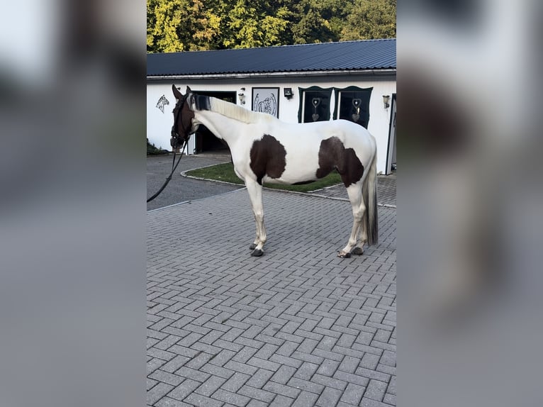 Polnisches Warmblut Mix Stute 5 Jahre 154 cm Schecke in Harzgerode
