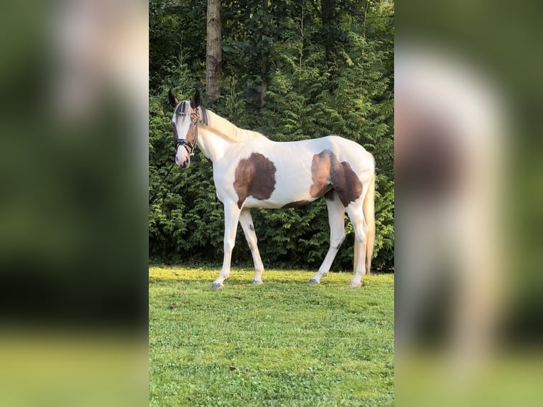 Polnisches Warmblut Mix Stute 5 Jahre 154 cm Schecke in Harzgerode