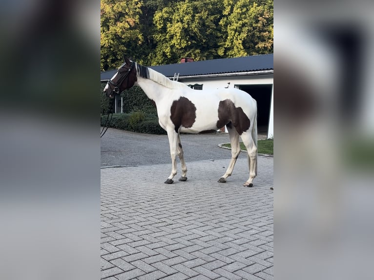 Polnisches Warmblut Mix Stute 5 Jahre 154 cm Schecke in Harzgerode
