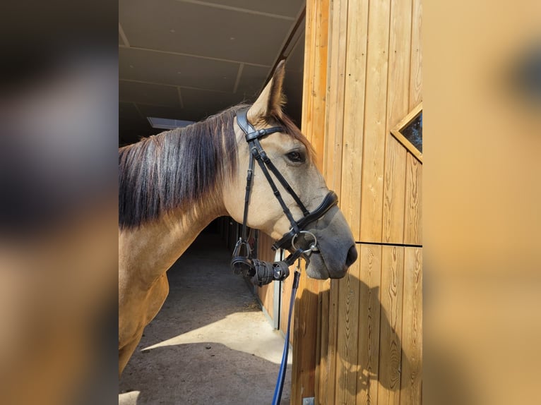 Polnisches Warmblut Stute 5 Jahre 160 cm Falbe in Eggermühlen