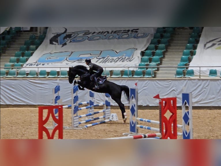 Polnisches Warmblut Stute 5 Jahre 166 cm Rappe in Bruck in der Oberpfalz