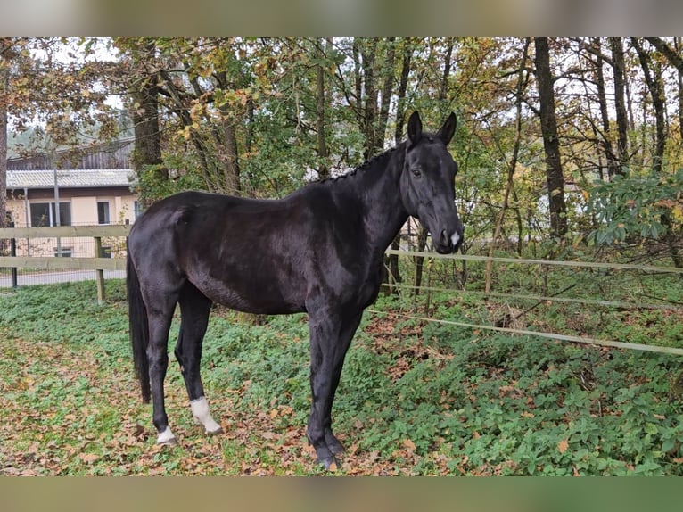 Polnisches Warmblut Stute 5 Jahre 166 cm Rappe in Bruck in der Oberpfalz