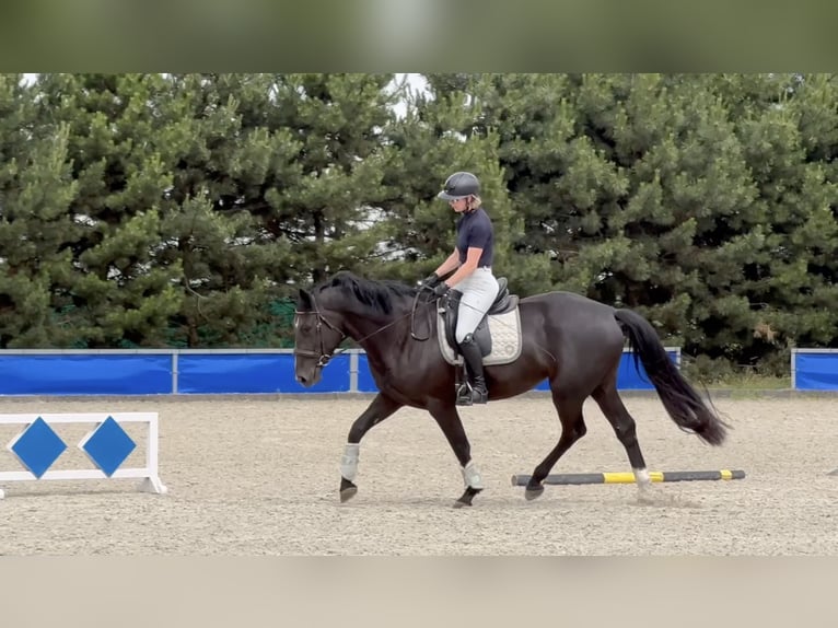 Polnisches Warmblut Stute 5 Jahre 168 cm Rappe in Duszniki