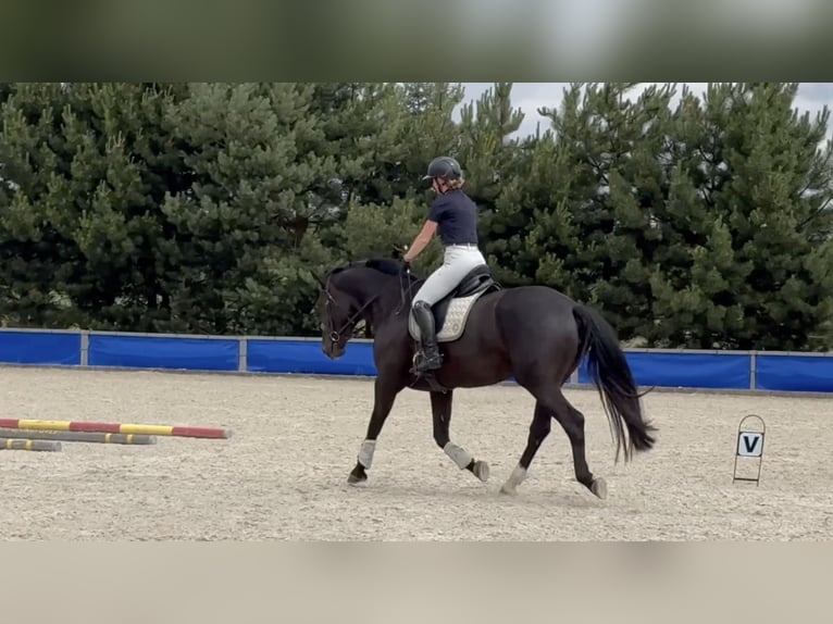 Polnisches Warmblut Stute 5 Jahre 168 cm Rappe in Duszniki
