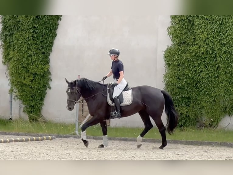 Polnisches Warmblut Stute 5 Jahre 168 cm Rappe in Duszniki