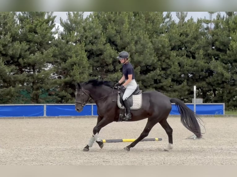 Polnisches Warmblut Stute 5 Jahre 168 cm Rappe in Duszniki