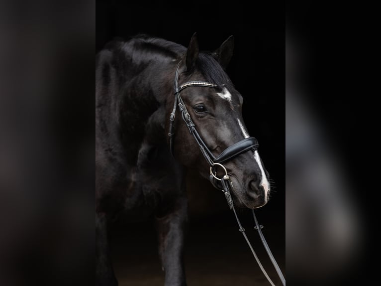 Polnisches Warmblut Stute 5 Jahre 168 cm Rappe in Duszniki