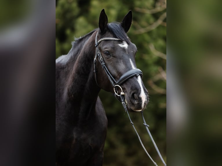Polnisches Warmblut Stute 5 Jahre 168 cm Rappe in Duszniki