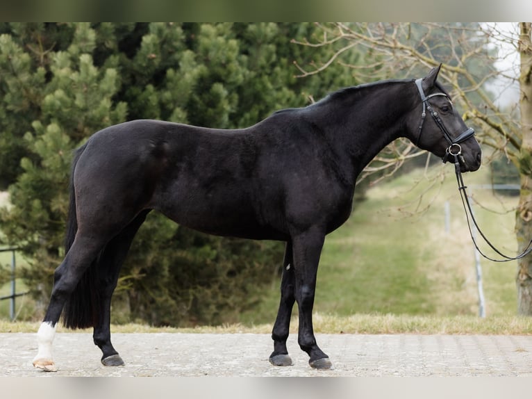 Polnisches Warmblut Stute 5 Jahre 168 cm Rappe in Duszniki