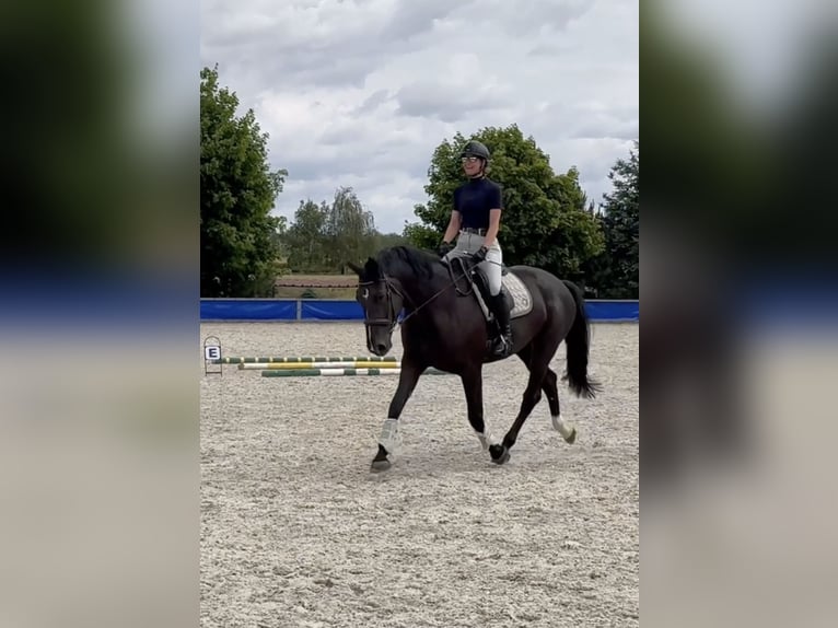 Polnisches Warmblut Stute 5 Jahre 168 cm Rappe in Duszniki