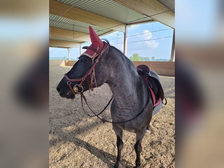 Polnisches Warmblut Stute 6 Jahre 145 cm Blauschimmel in M&#xFC;nchen