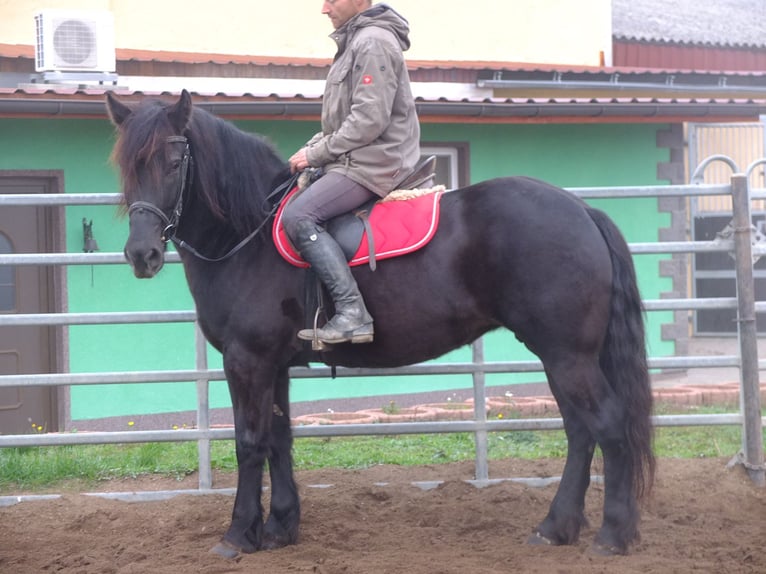 Polnisches Warmblut Mix Stute 6 Jahre 153 cm Rappe in Buttstädt