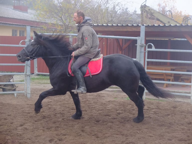 Polnisches Warmblut Mix Stute 6 Jahre 153 cm Rappe in Buttstädt