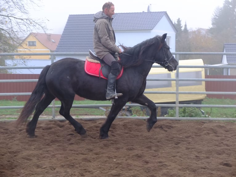 Polnisches Warmblut Mix Stute 6 Jahre 153 cm Rappe in Buttstädt