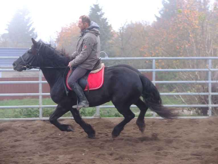 Polnisches Warmblut Mix Stute 6 Jahre 153 cm Rappe in Buttstädt