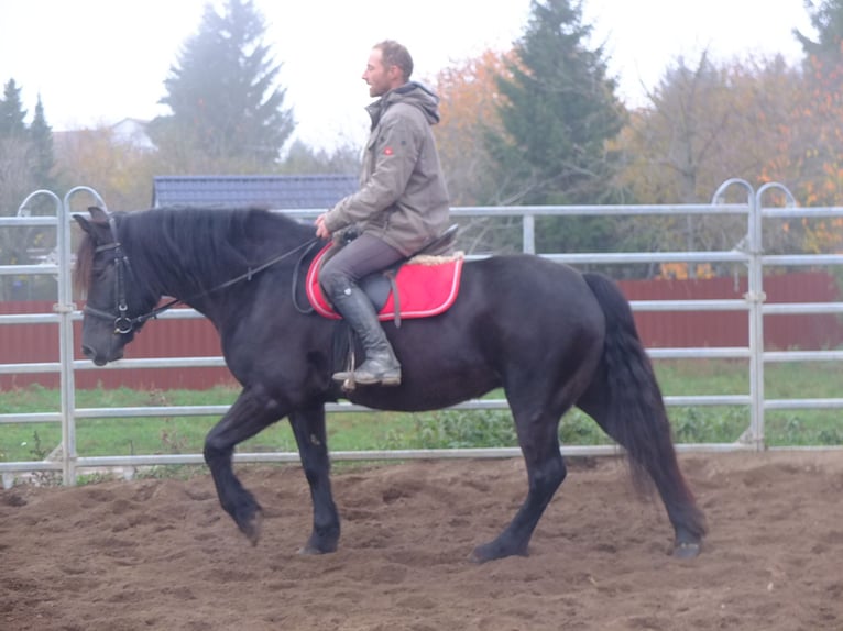 Polnisches Warmblut Mix Stute 6 Jahre 153 cm Rappe in Buttstädt