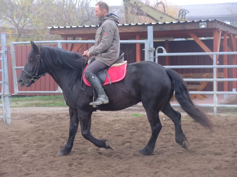 Polnisches Warmblut Mix Stute 6 Jahre 153 cm Rappe in Buttstädt