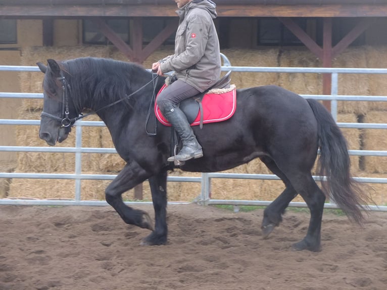 Polnisches Warmblut Mix Stute 6 Jahre 153 cm Rappe in Buttstädt