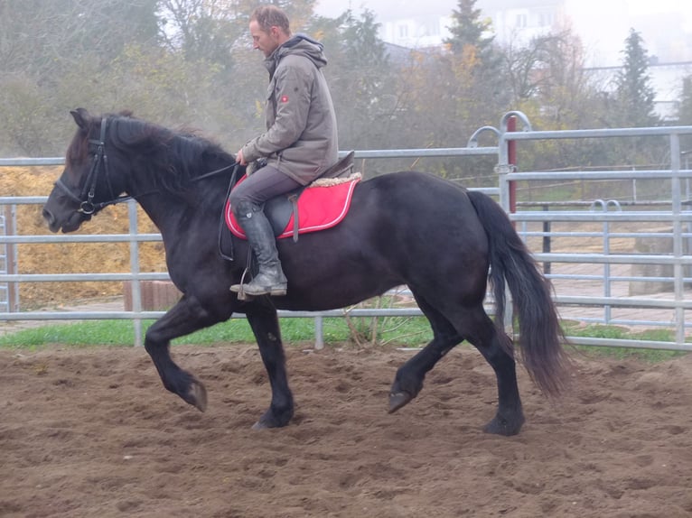 Polnisches Warmblut Mix Stute 6 Jahre 153 cm Rappe in Buttstädt