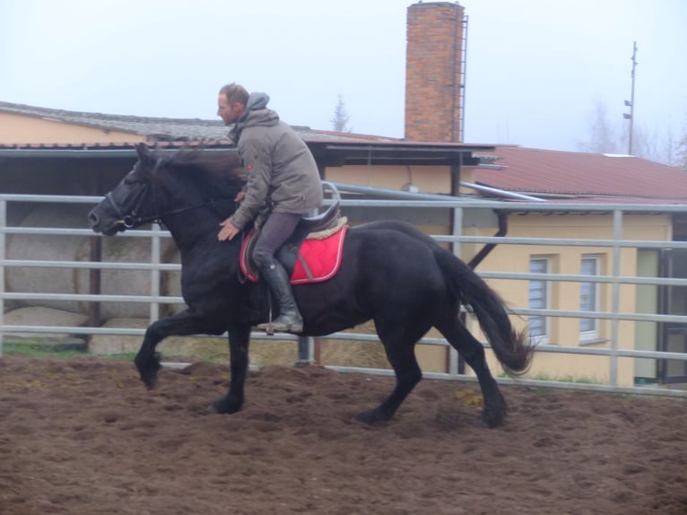 Polnisches Warmblut Mix Stute 6 Jahre 153 cm Rappe in Buttstädt