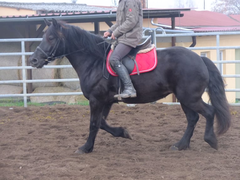 Polnisches Warmblut Mix Stute 6 Jahre 153 cm Rappe in Buttstädt