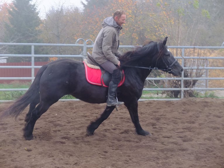 Polnisches Warmblut Mix Stute 6 Jahre 153 cm Rappe in Buttstädt