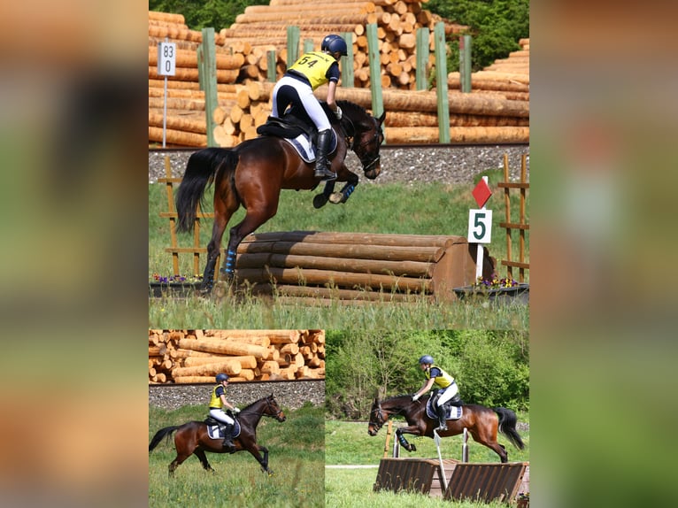 Polnisches Warmblut Stute 6 Jahre 158 cm Brauner in St. Pölten