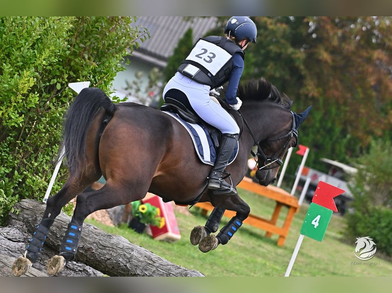 Polnisches Warmblut Stute 6 Jahre 158 cm Brauner in St. Pölten