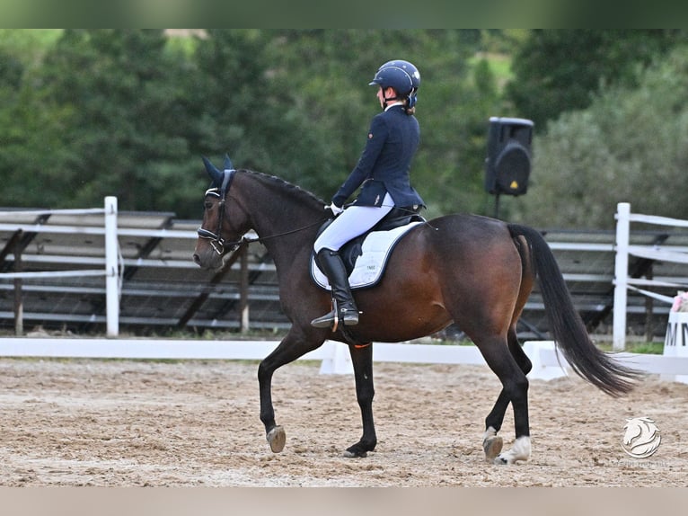 Polnisches Warmblut Stute 6 Jahre 158 cm Brauner in St. Pölten