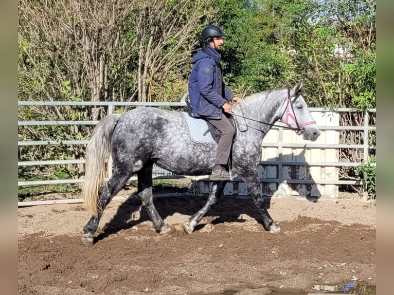 Polnisches Warmblut Stute 6 Jahre 160 cm Apfelschimmel in Buttstädt