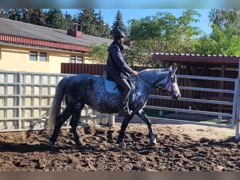 Polnisches Warmblut Stute 6 Jahre 160 cm Apfelschimmel in Buttstädt