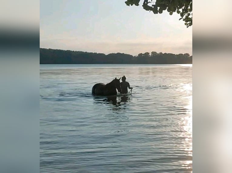 Polnisches Warmblut Stute 6 Jahre 160 cm in Kirchlinteln